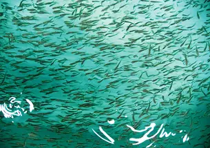 Branzino fish in a farm environment.