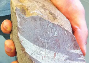 LIVE.NB_Fossil.jpg A rock from South Australia that may contain the oldest fossils of animal bodies ever discovered.