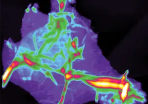 Graphene sheets wrinkle when separated, as seen in this topographical image produced by an atomic-force microscope.