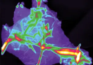 Graphene sheets wrinkle when separated, as seen in this topographical image produced by an atomic-force microscope.