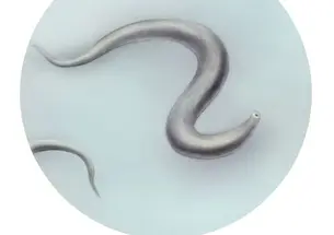 LOM-c-elegans.jpg