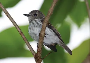 Researchers have discovered a new bird species on the Indonesian island of Sulawesi.