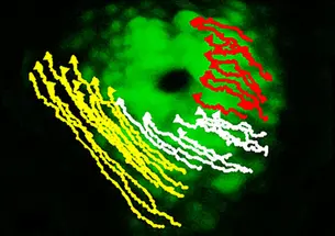 Mind-BurdineGraphicSingle.jpg The early signs of asymmetry in the developing zebrafish heart can be seen as the cells on the left (marked in yellow) move differently than those on the right (marked in red).