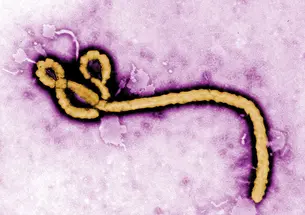 Mind-EbolaVirus.jpg