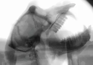 Mind-MonkeyXrayNew.jpg