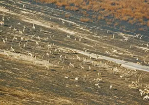 A herd of reedbuck on the floodplain of Lake Urema in Mozambique's Gorongosa National Park in July 2012.