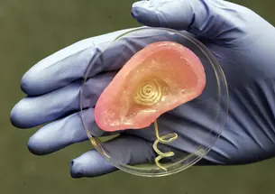 Cartilage and a coil antenna are components of this bionic ear created by Princeton scientists.
