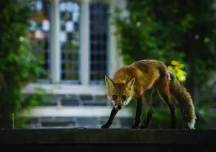 Red fox