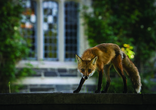 Red fox