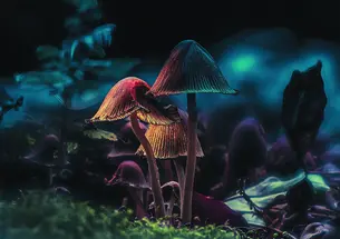 Darkly illuminated mushrooms
