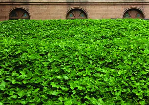 Ivy growing on campus