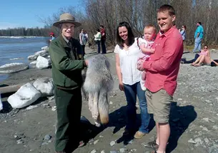 Jay Katzen ’58 shows a wolf pelt to visitors on a nature walk in Alaska’s Denali National Park.