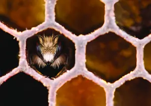 Bee in honeycomb.