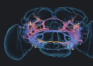 Auditory cells in fruit fly brain