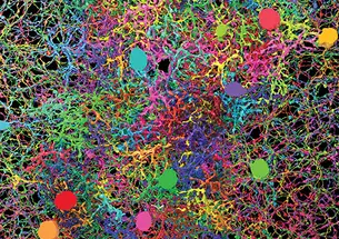 SeungGraphicNew.jpg DENSE NEURON CELL CARPET: Ganglion neurons, bipolar cells, and starburst amacrine cells mapped by gamers in EyeWire. Sebastian Seung