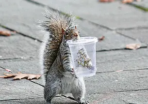 In this 2007 photo, a campus resident partakes of Princeton’s bounty.