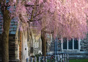 The Japanese flowering cherry trees in front of Henry Hall in full bloom.