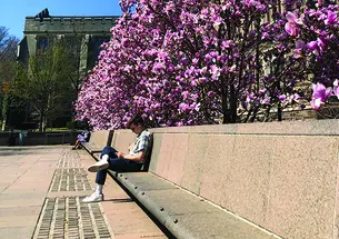 Magnolias blooming along Scudder Plaza