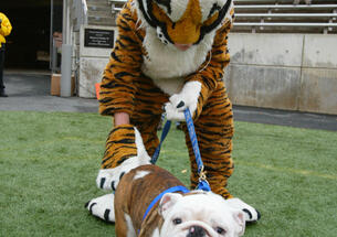 i-d7d558d78c1412b1339f635e1d6cec9a-princeton-yale.jpg