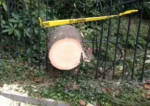  By the storm’s end, at least 50 trees had come down on the University grounds, including one that destroyed a southern portion of the fence surrounding Prospect Garden. 