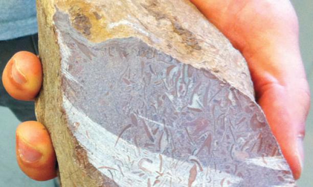  A rock from South Australia that may contain the oldest fossils of animal bodies ever discovered.   