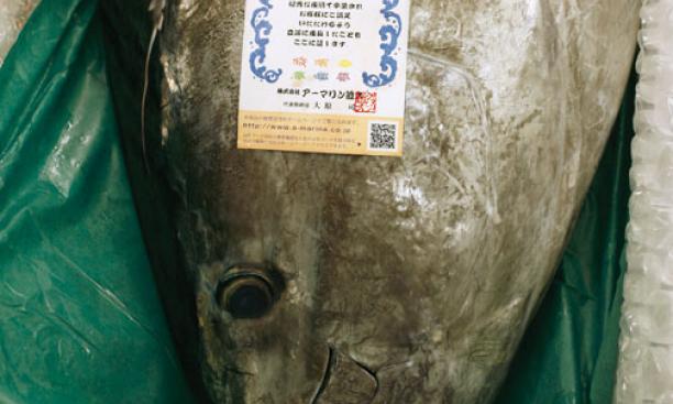 A bluefin tuna