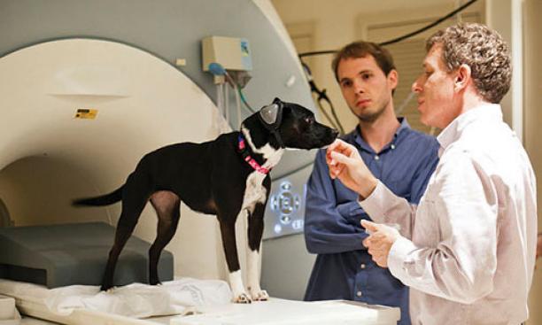 Gregory Berns ’86, right, a professor at Emory University, with his dog, Callie, who was trained to sit in an MRI scanner, and postdoctoral fellow Andrew Brooks.