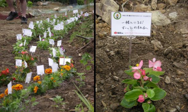 Flowers planted at a senior-housing site as part of a relief group’s project to have people from across Japan send flowers and messages of hope to those displaced by the tsunami.