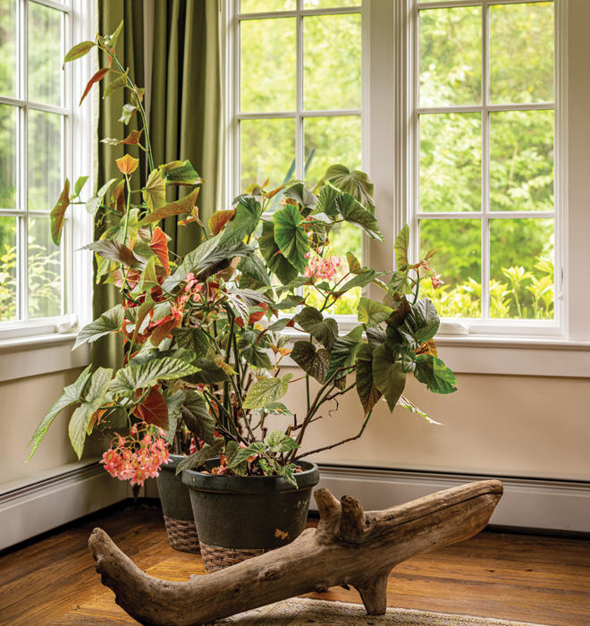 Large Begonia plant in pot in the corner of Stew and Norm Smith's home