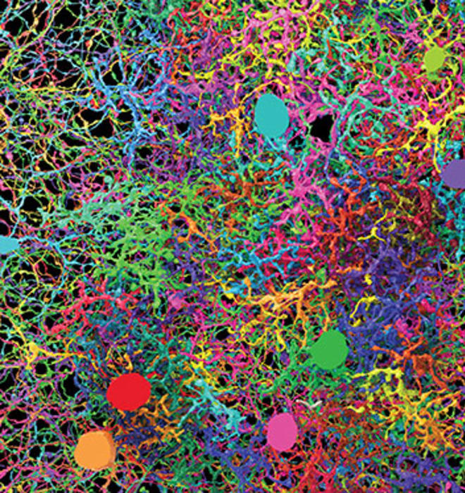 DENSE NEURON CELL CARPET: Ganglion neurons, bipolar cells, and starburst amacrine cells mapped by gamers in EyeWire. Sebastian Seung