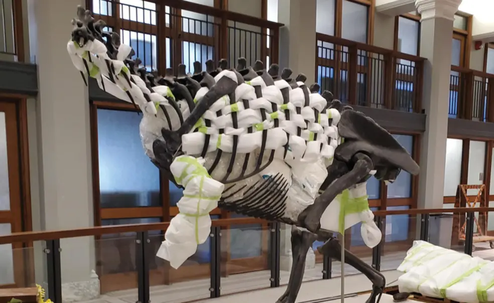 Allosaurus 1.jpg allosaurus skeleton stuff with protective padding before being removed