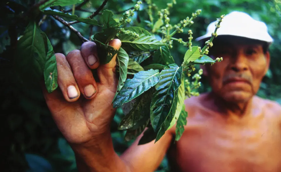 OTC_Class Close-up Shamanism April 25.jpg A Kokama shaman from Peru gathers leaves for the psychoactive brew known as ayahuasca.