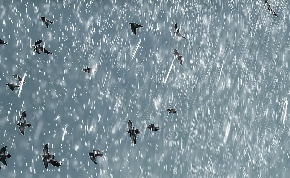 Poet Gordon Walmsley ’71 Found His Voice in Denmark