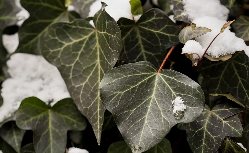 Sophomore Jefferson Voelker ’28 Died While on Leave from Princeton