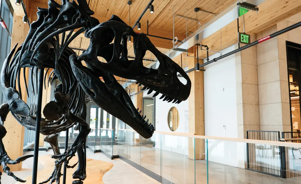 How a Dinosaur From the Utah Desert Came to Princeton