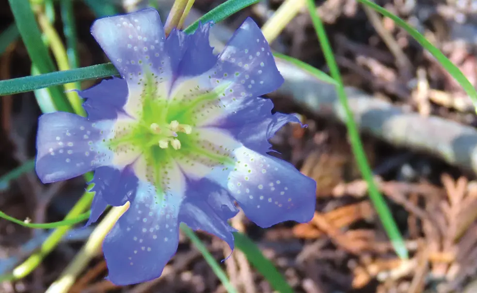 Princeton Students Have Long Worked to Preserve New Jersey’s Pine Barrens Princeton Students Have Long Worked to Preserve New Jersey’s Pine Barrens