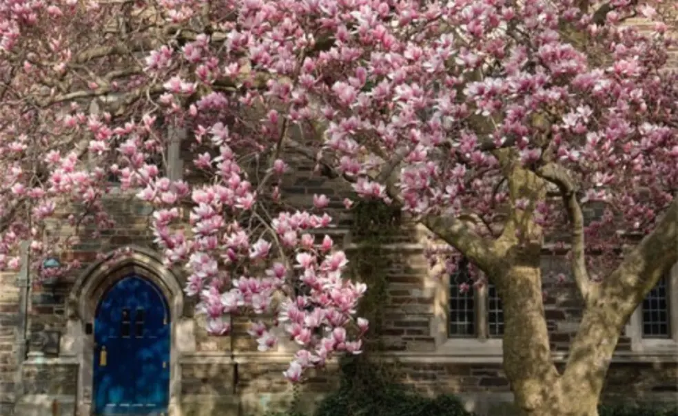 #ThrowbackThursday: Princeton in the Spring