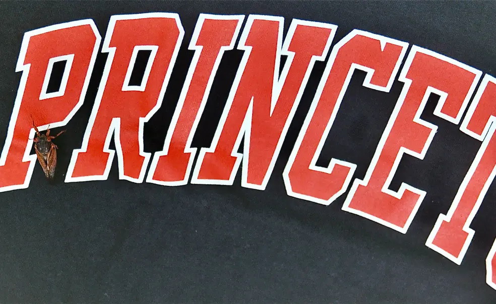 Remembering the Cicadas Remembering the Cicadas