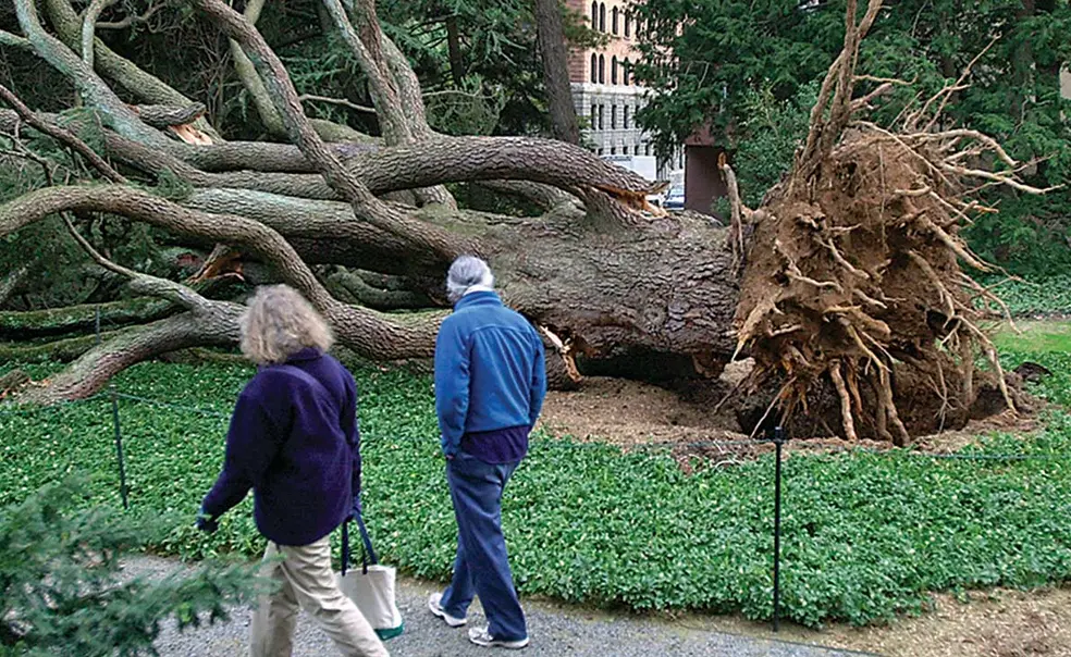 From the Archives: Toppled Tree | Princeton Alumni Weekly