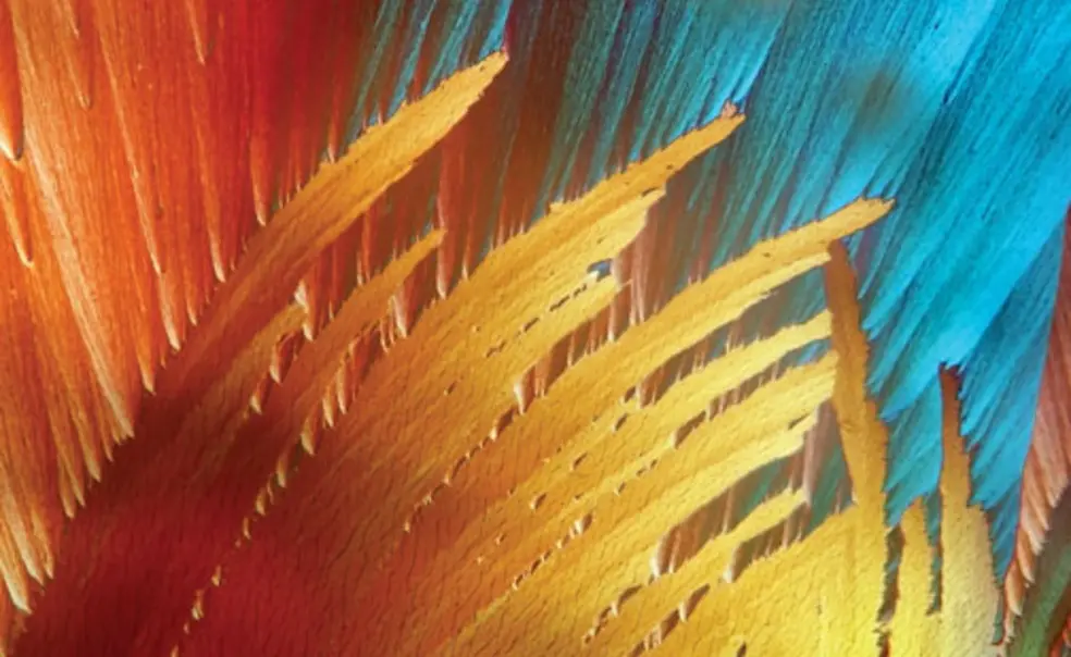 Finding art in science Finding art in science