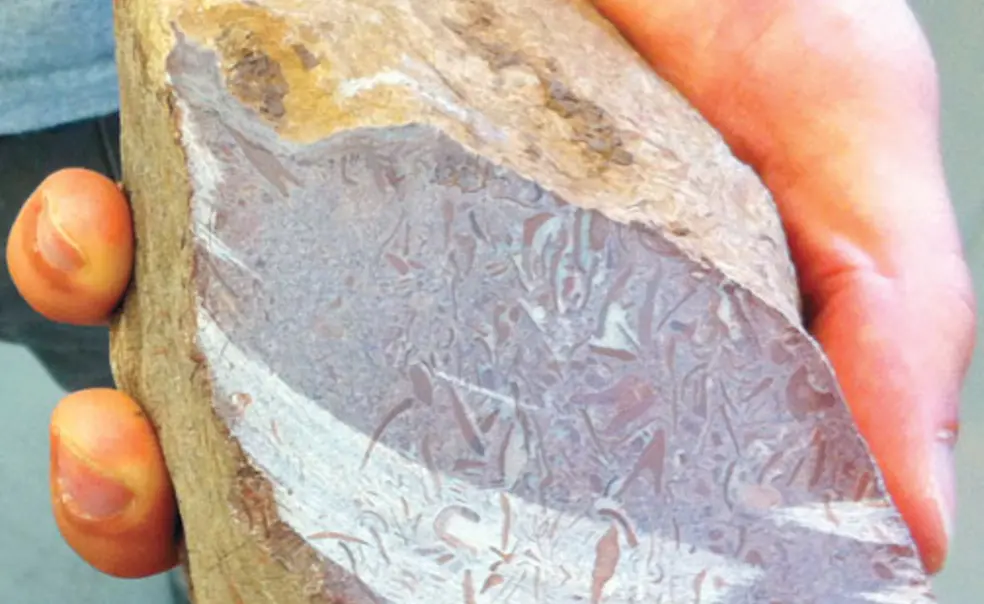 Fossils may be oldest animals