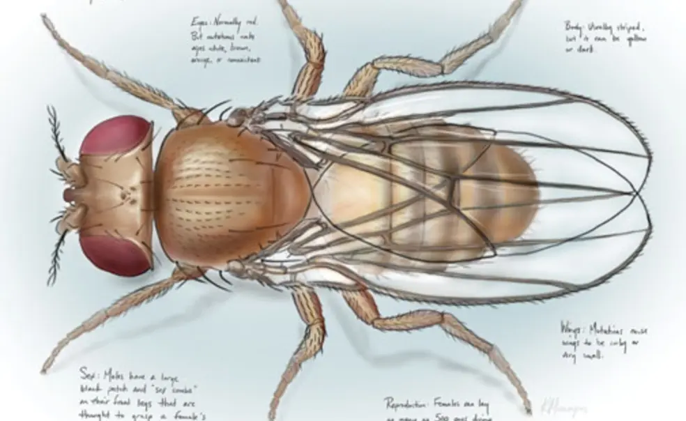 Biology: Some Respect, Please, for the Glorious Drosophila