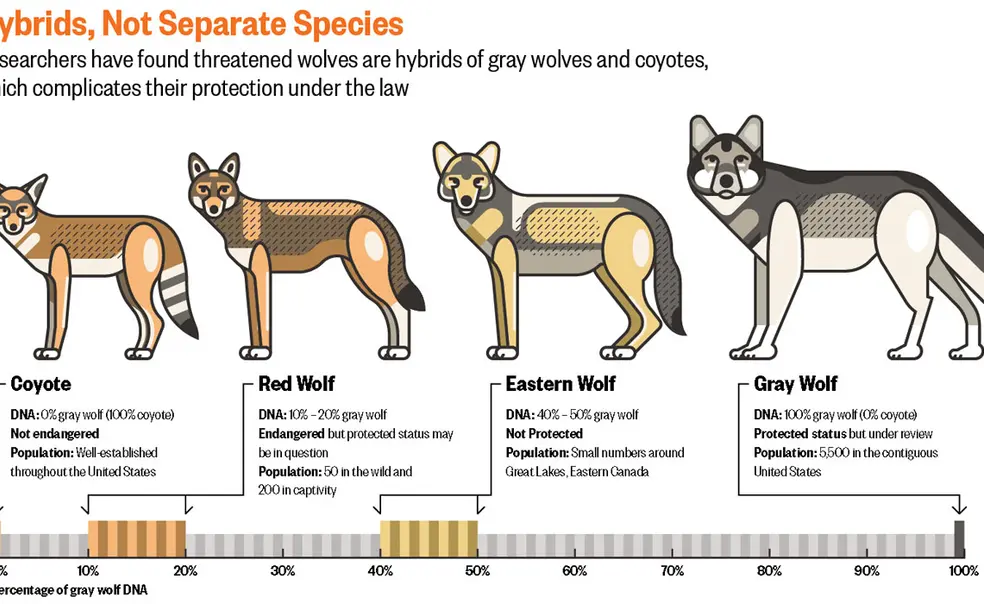 Biology: The Lone Wolf Biology: The Lone Wolf
