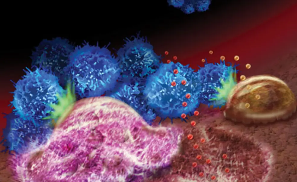NB_KangArt.jpg An illustration depicts how breast cancer’s spread to the bone relies on interactions among tumor cells (blue), specialized bone cells that break down the bone (pink), specialized cells that rebuild bone tissue (brown), and the bone matrix.