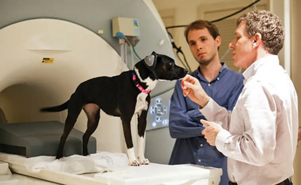 Gregory Berns '86: Decoding a Dog's Brain