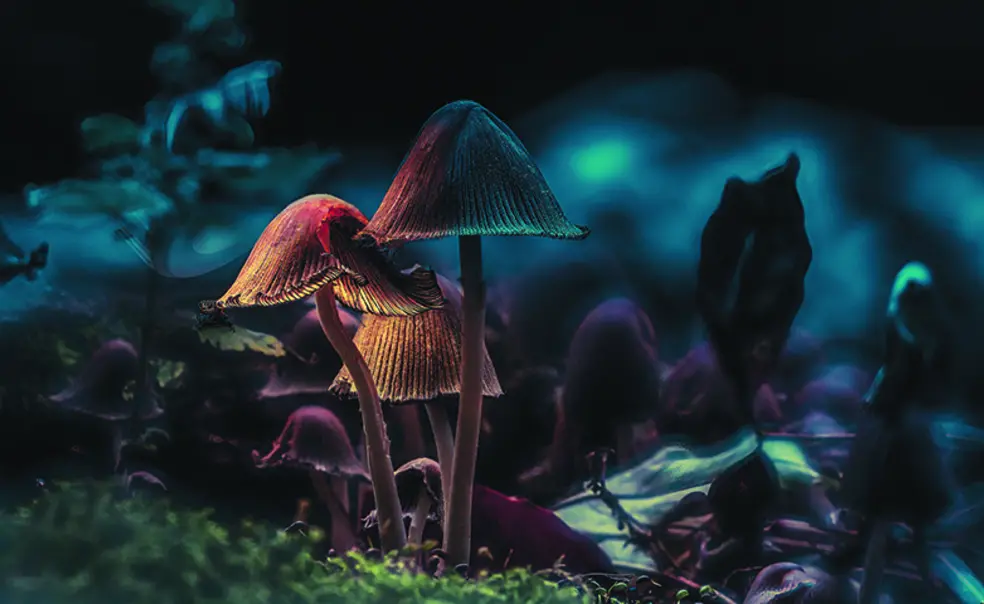 PRINCE_Mushrooms.jpg Darkly illuminated mushrooms