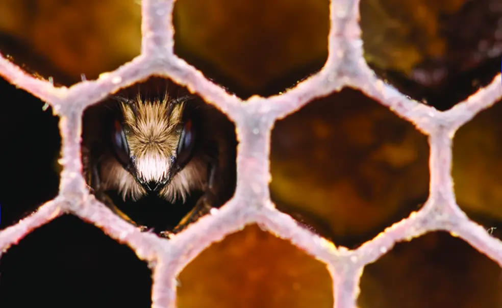 RESEARCH_Bee.jpg Bee in honeycomb.