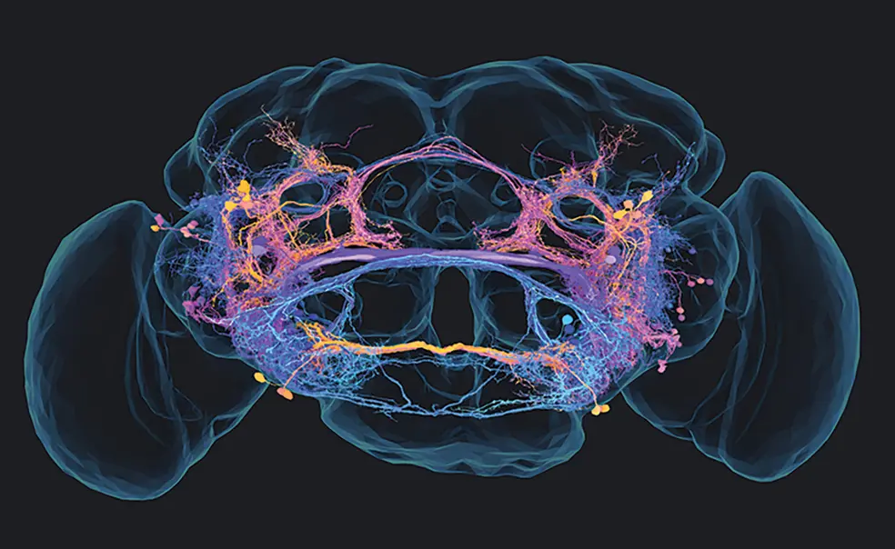 RESEARCH_auditory-cells-in-brain copy.jpg Auditory cells in fruit fly brain