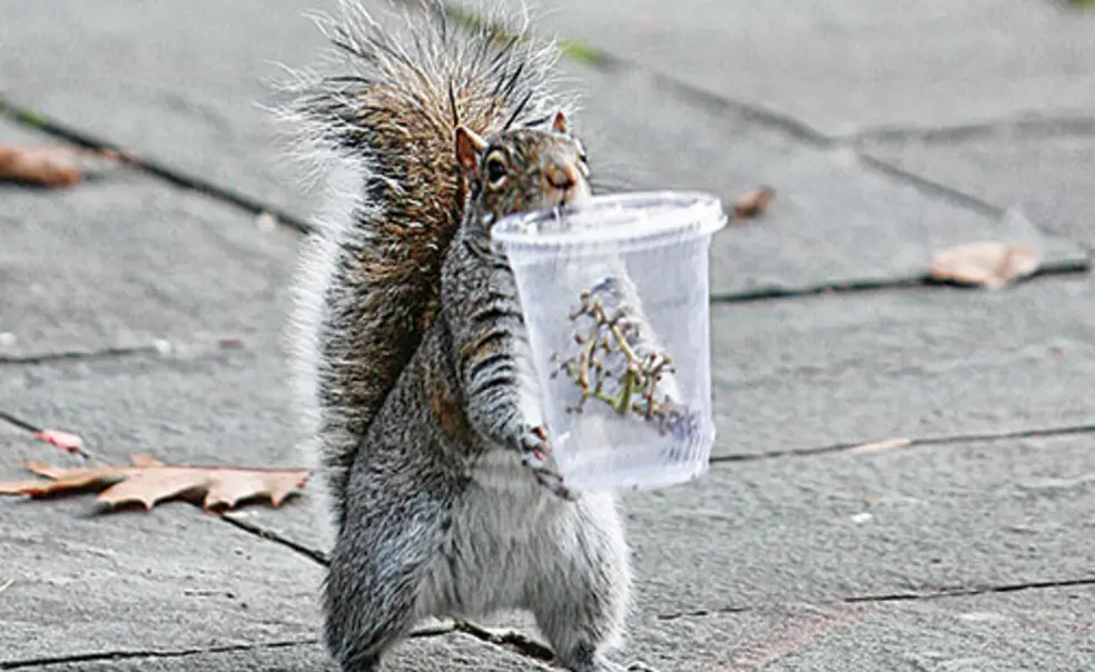 Rise of the Rascally Squirrels Rise of the Rascally Squirrels