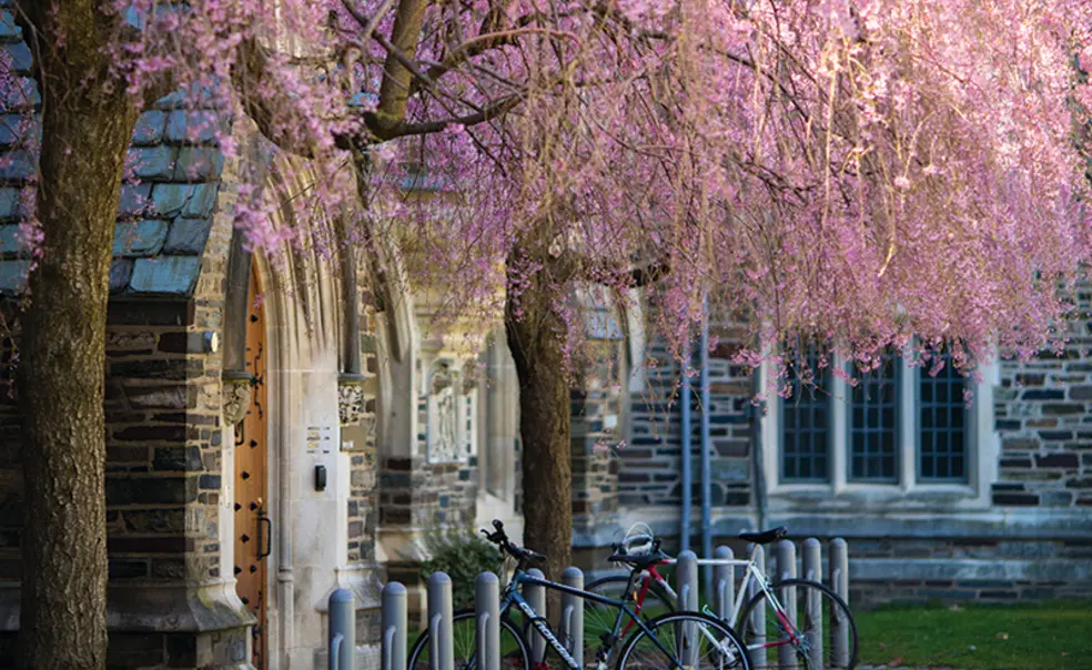 The Story of Princeton’s Trees
